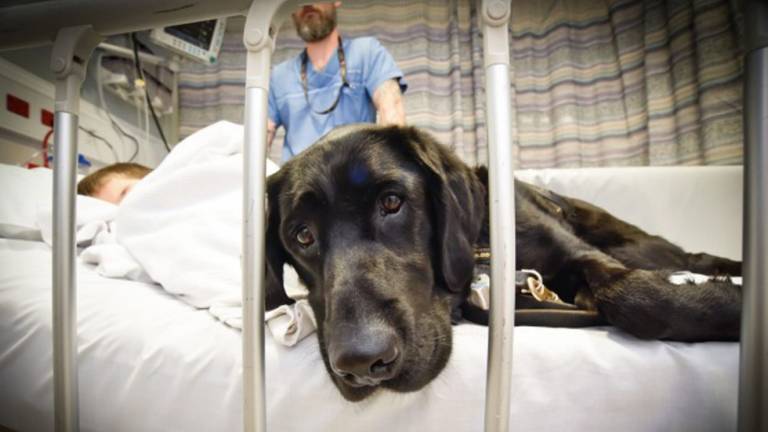 El perro que cuida de su dueño autista en el hospital