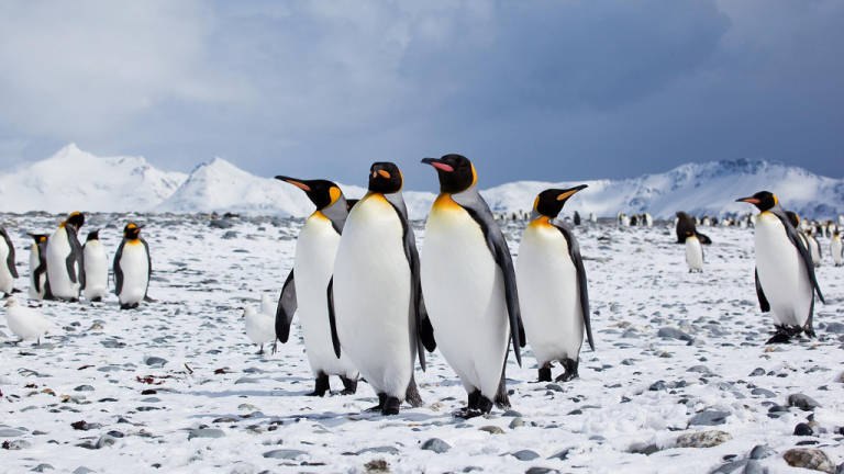 Piden más protección para la Antártida en el Día Mundial del Pingüino