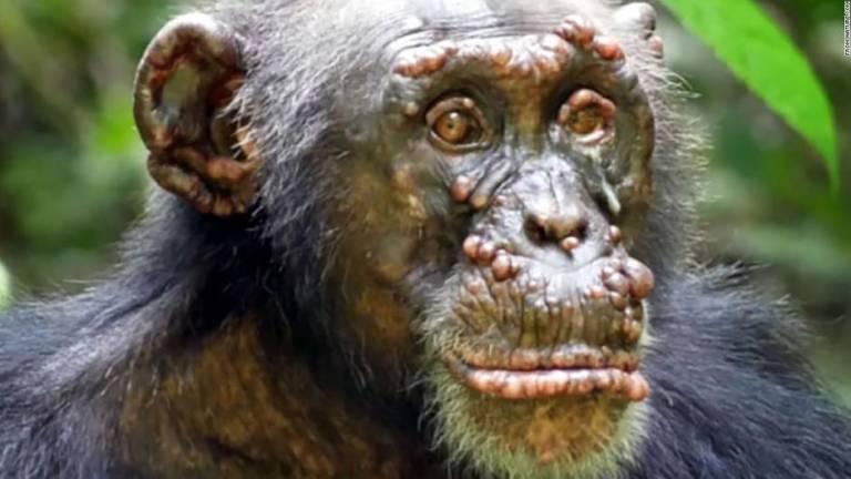 Se registra por primera vez lepra en chimpancés salvajes