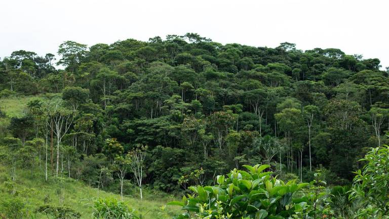 Lanzan catálogo para identificar especies forestales en Ecuador