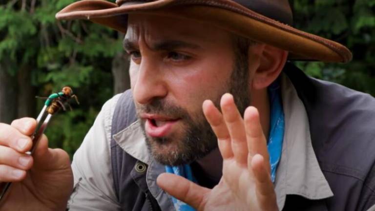 Youtuber experimenta la picadura de la gigante “avispa asesina”: terrible dolor intenso