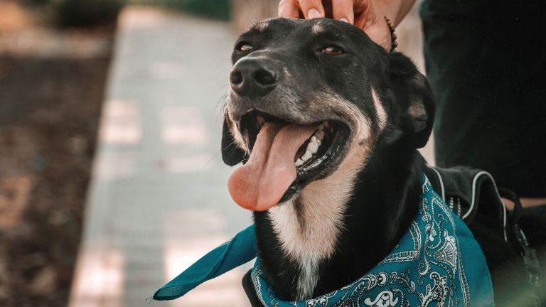 5 Consejos para proteger a tu mascota de las altas temperaturas