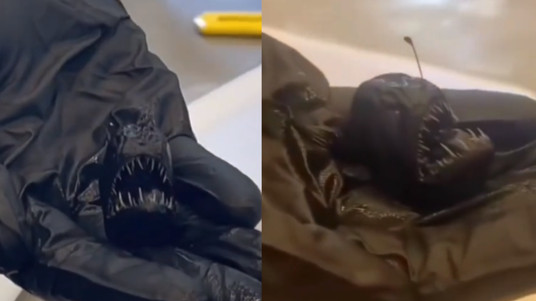 El verdadero tamaño del pez diablo sorprende en redes sociales