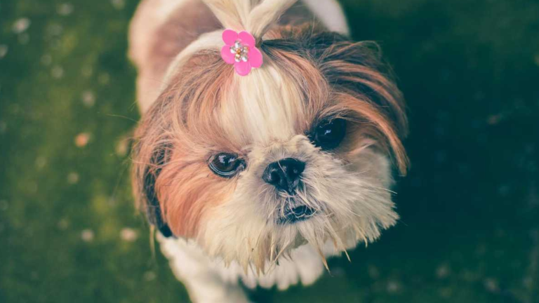 El tamaño de la nariz de tu perro podría revelar cuánto vivirá, según estudio