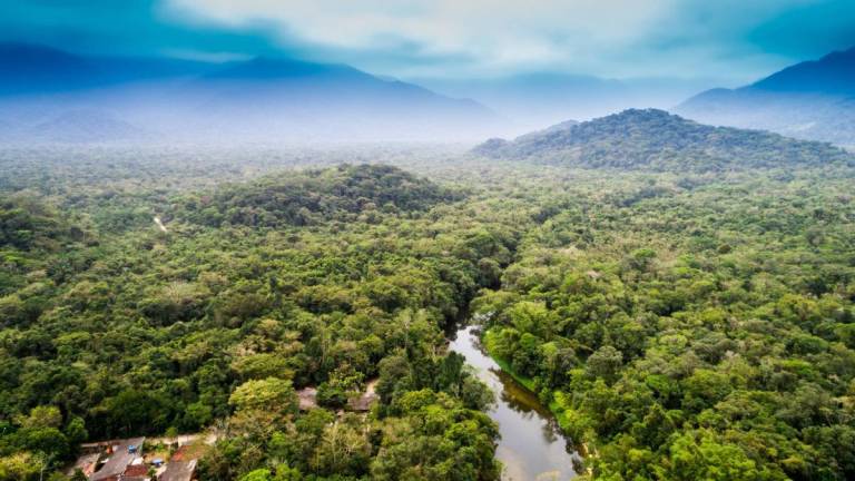 Amazonía registra deforestación récord en febrero