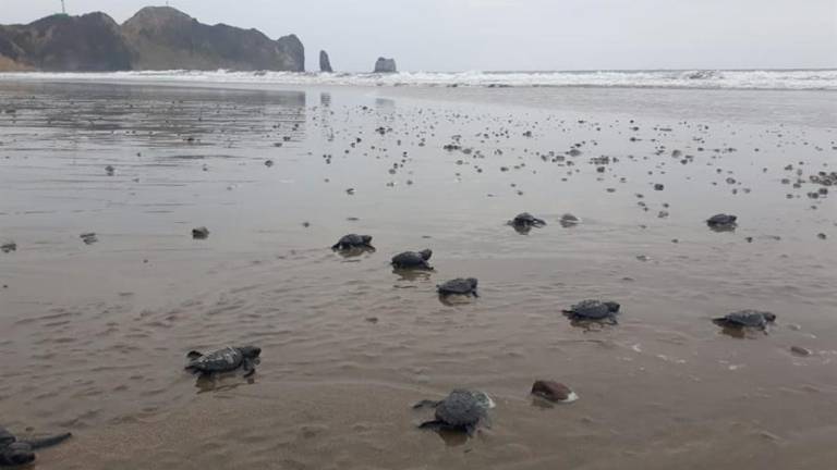 Más de cuatro mil tortugas marinas nacieron en Ecuador