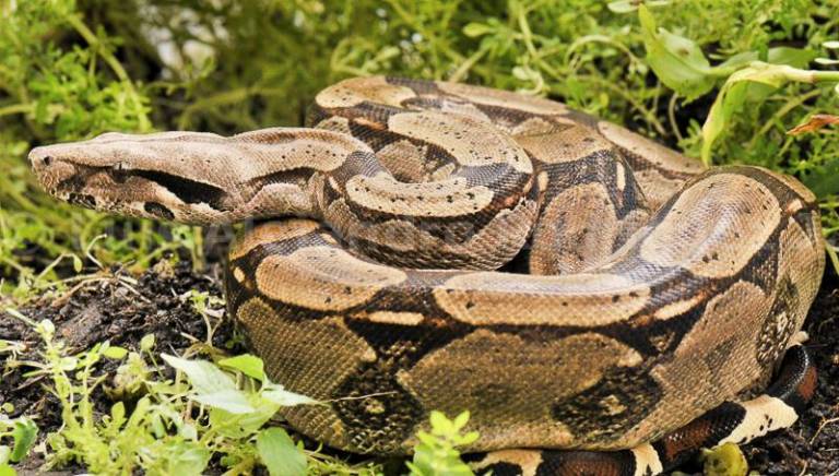 $!Sujeto llevaba en su mochila una boa constrictora: fue sentenciado a ocho meses de cárcel en Ambato