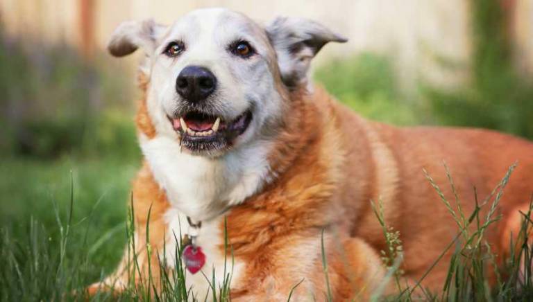 $!Medicamento para prolongar la vida de perros espera la aprobación de la FDA