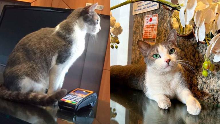 Gato callejero fue adoptado en un hotel y se convirtió en recepcionista