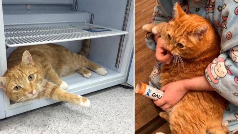 Todo valió la pena: Mujer gastó 32 mil dólares para salvar la vida de su gato