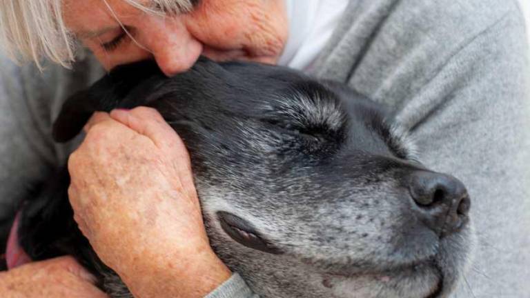 Medicamento para prolongar la vida de perros espera la aprobación de la FDA