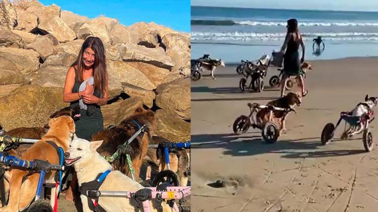 Nuestros bebés amando la vida: mujer llevó a 18 perros con discapacidad a conocer la playa