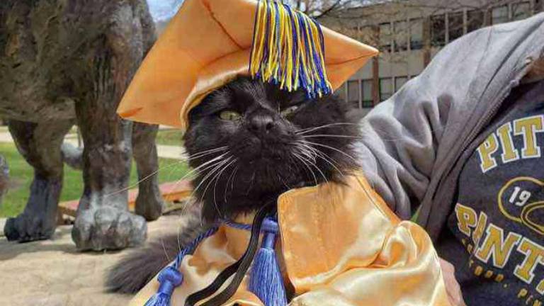 Un gato se graduó junto a su dueña luego de brindarle apoyo emocional durante la carrera universitaria
