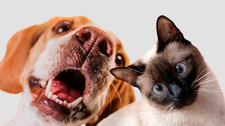Tu perro o gato se convertirá en el ganador de increíbles premios con el nuevo concurso de Revista Mascotas