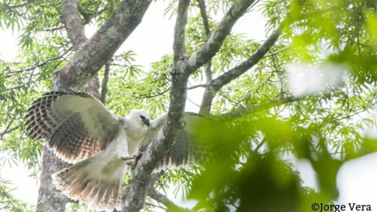 Ecuador y España se unen para proteger al águila harpía