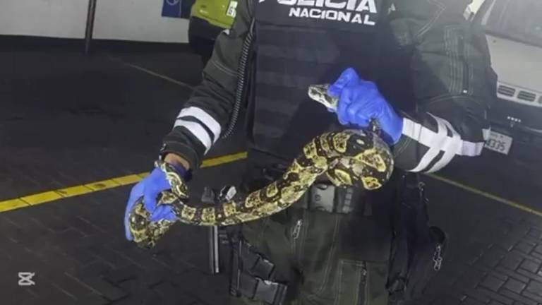Rescatan boa en centro comercial de Guayaquil: así ocurrió el hallazgo