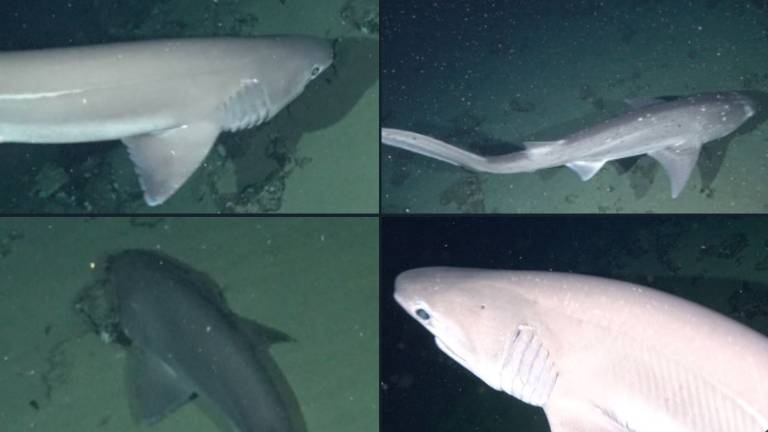 Registran dos especies de tiburones inéditas en aguas profundas de Galápagos