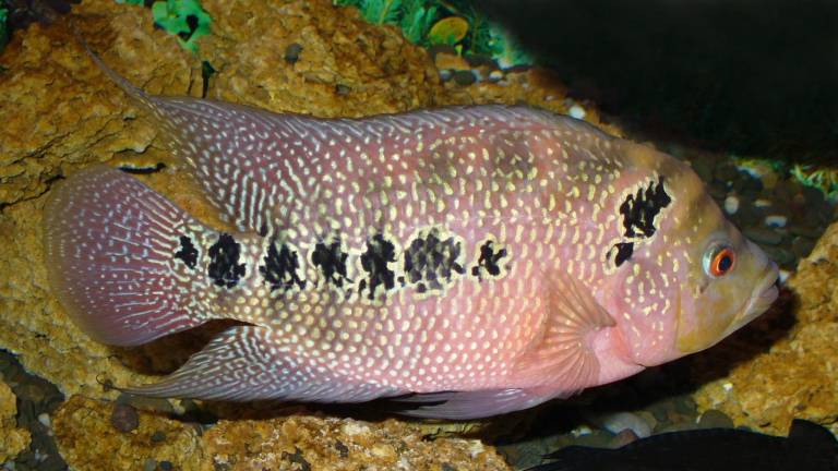 Descubren en Japón un pez que reconoce a los de su especie por el rostro