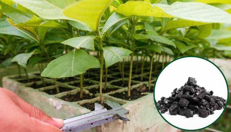 $!Tectocarbón desarrolla biocarbón en diferentes granulometrías y mezclas.