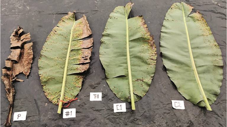 Sigatoka Negra: El futuro del control preventivo ya está en Ecuador