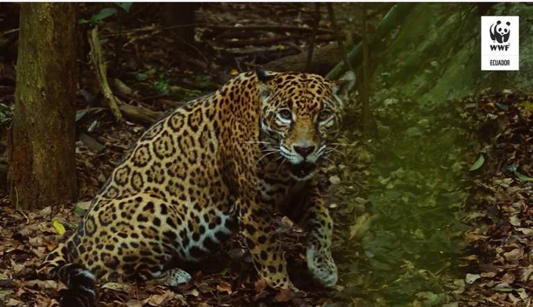 $!La pérdida de hábitat, la cacería de sus presas y el tráfico ilegal son los principales desafíos que enfrentan los jaguares en la región.