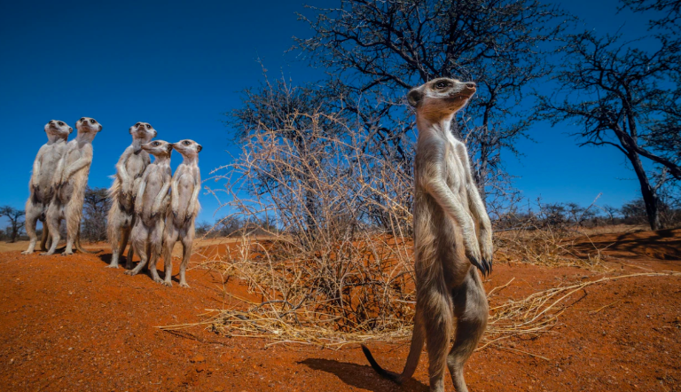 $!Suricatos, una especie de mangosta, en el desierto de Kalahari, en el sur de África.