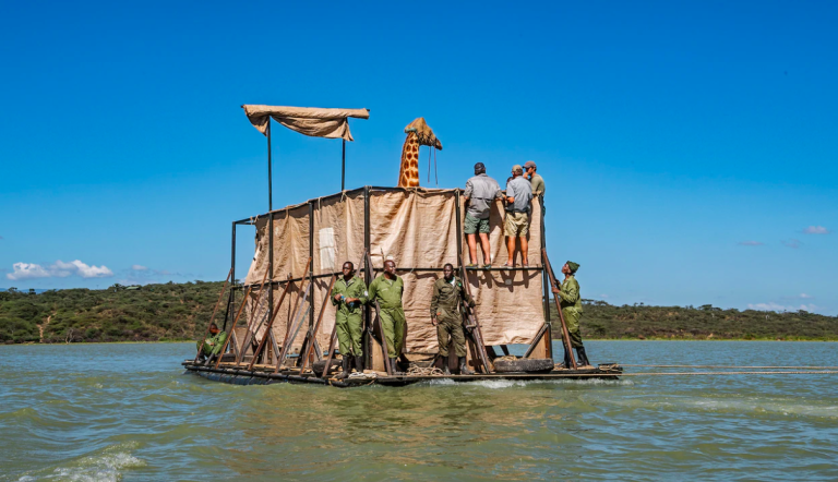 $!Un equipo de rescatistas en Kenia transporta a una jirafa llamada Asiwa hacia un santuario.