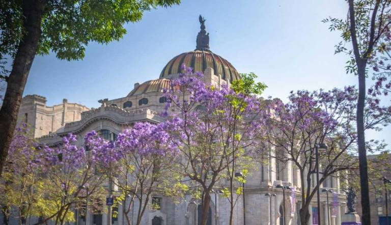 $!Jacarandas florecidas en el verano de 2021