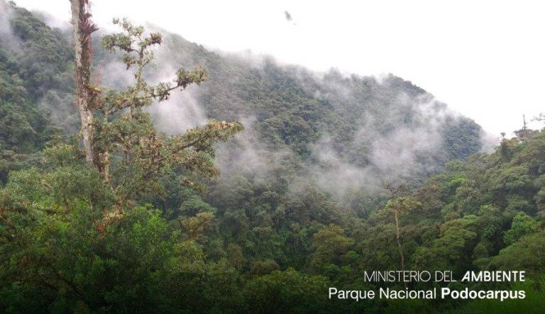 $!El Podocarpus abarca unas 146.000 hectáreas entre las sureñas provincias de Loja y Zamora Chinchipe, ambas fronterizas con Perú.