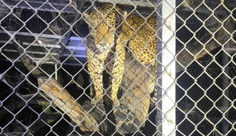 $!Dos jaguares fueron encontrados en una propiedad del 'Gato' Farfán.