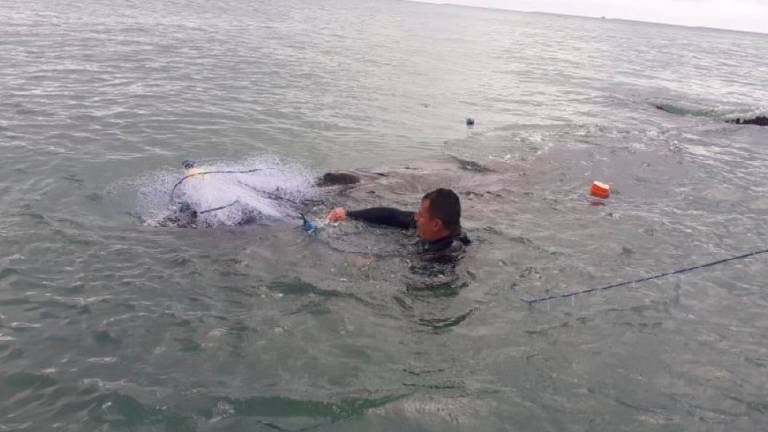 Rescatan a ballena jorobada en las costas de Esmeraldas: debieron liberarla de las mallas de pesca