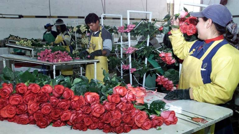 Rosas ecuatorianas en el Día de los Enamorados chino