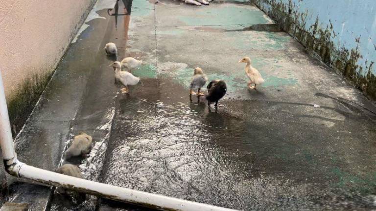 Lo que ocurrió con los animales domésticos que se hallaron en la Penitenciaría del Litoral