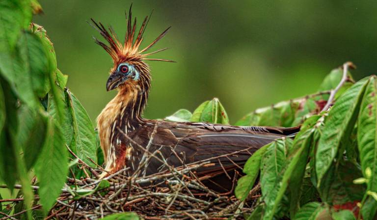 $!Un hoatzin con sus vibrantes colores vuela cerca de uno de los tantos ríos que alimentan las lagunas de la reserva.