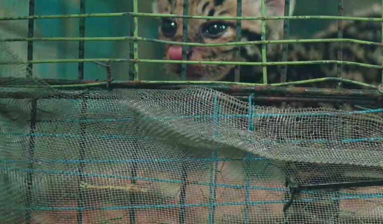 $!Meg no puede ser liberada aún dentro de su hábitat natural puesto que no posee el conocimiento que su madre le habría traspasado para sobrevivir por su cuenta. Por ello, vive en una jaula que contiene elementos del bosque seco tropical.