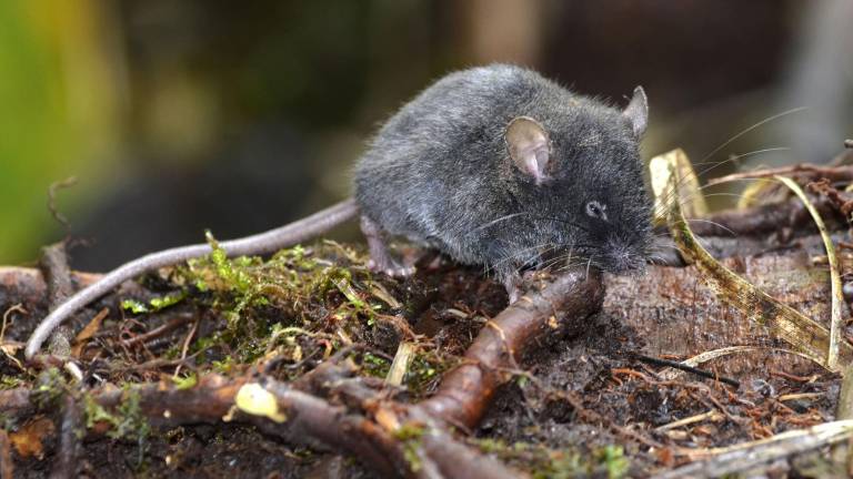 Descubren en Ecuador cinco nuevas especies de ratones; dos llevan los nombres de medallistas olímpicos