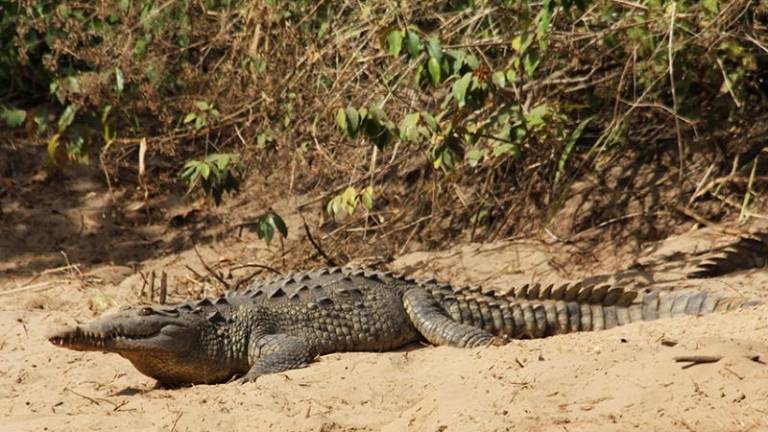 El salto de un enorme caimán aterroriza a turistas en la Florida