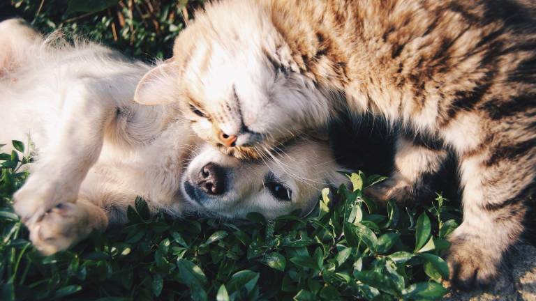 Imagen de referencia de un gato jugando con un perro.