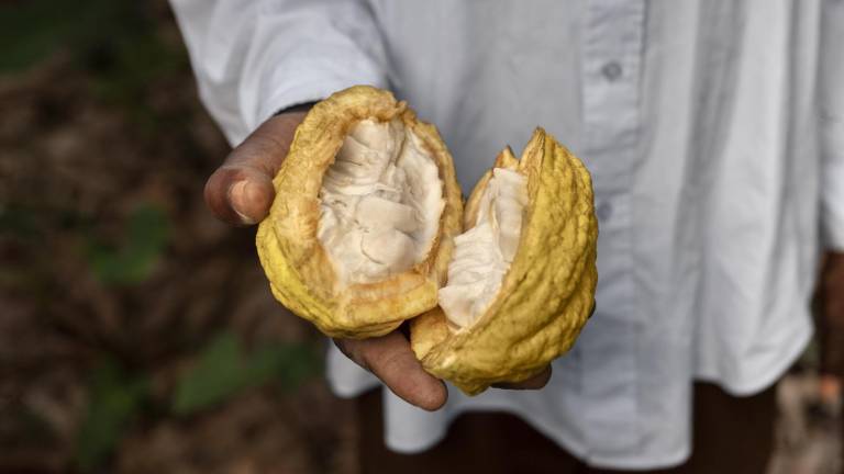Ecuador busca acuerdo con EE. UU. para evitar arancel del 15 % y proteger exportaciones de cacao
