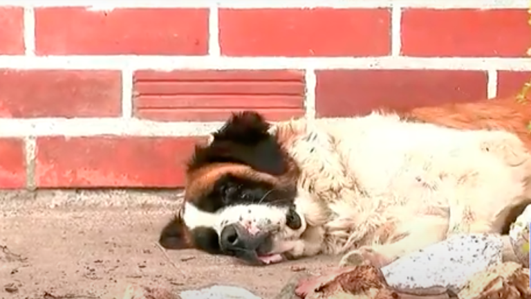 Delincuentes drogaron a unos perros de una vivienda en Quito para robar