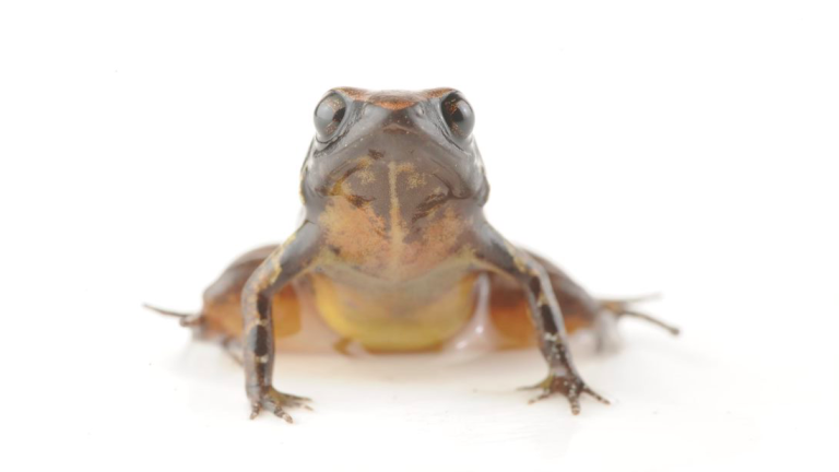 Descubren nueva especie de rana diminuta en Ecuador: 'La Rana Noble de Mindo'