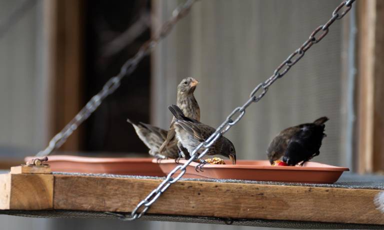 $!Fotografía cedida por la Fundación Charles Darwin que muestra a varios pájaros pinzones.