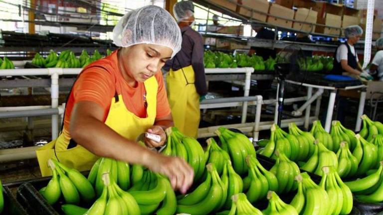 Exportaciones del banano ecuatoriano han caído en lo que va del 2021