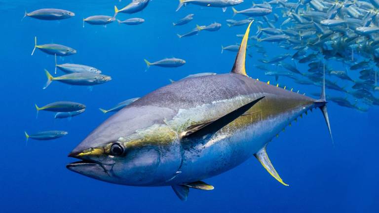 Ecuador celebra el Día Mundial del Atún como uno de los líderes en esta pesquería