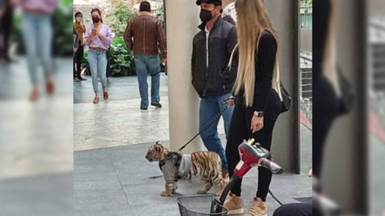 Mujer se pasea con un cachorro de tigre en un centro comercial de México