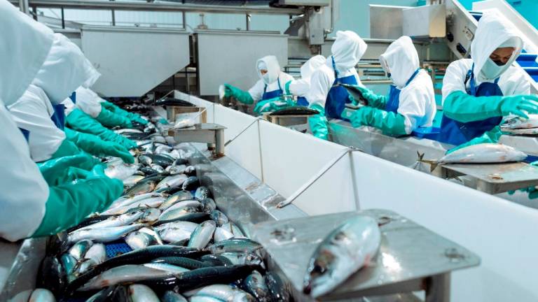 Oficializan medidas de ordenamiento para la pesquería de pelágicos pequeños