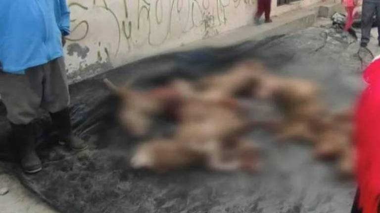 1.200 ovejas aparecieron muertas en Cotopaxi