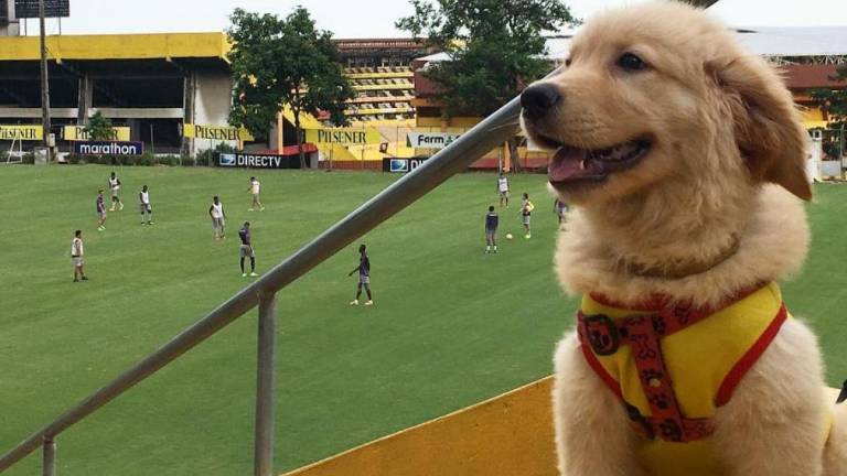 Coloso, la mascota de Barcelona SC, fue entregado a una familia para que tenga un hogar
