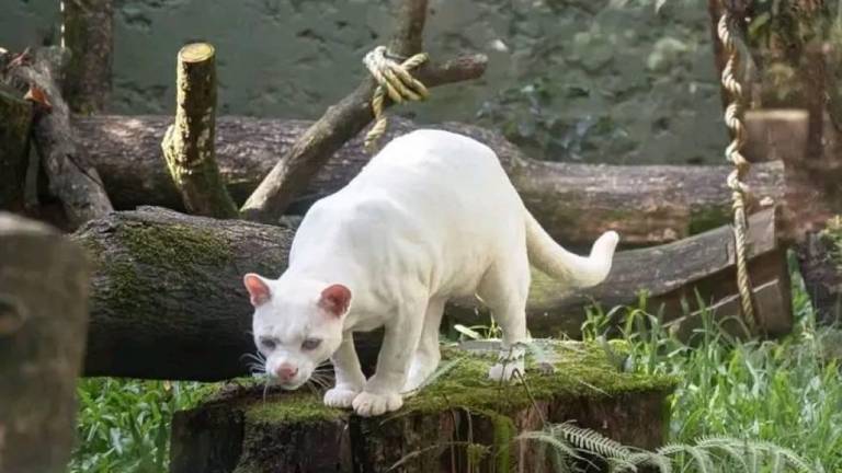 Hallazgo de primera ocelote albina alerta sobre deforestación en Colombia