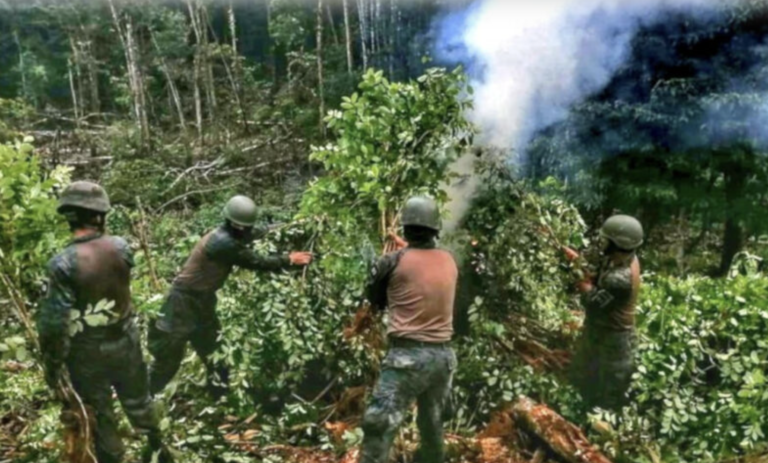 $!Los últimos años año, el Ejército descubrió plantaciones de hoja de coca, que fueron incineradas en lugares distantes de Sucumbíos, en la frontera.